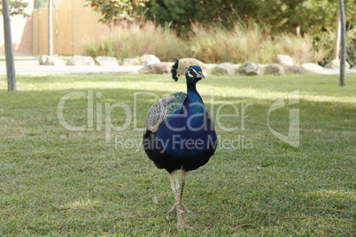 peacock
