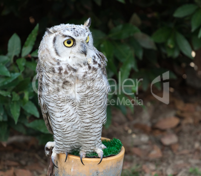 Grey owl perched