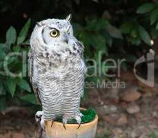 Grey owl perched