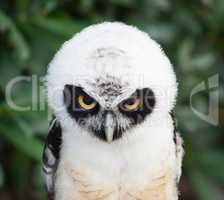 Portrait of Spectacled Owl