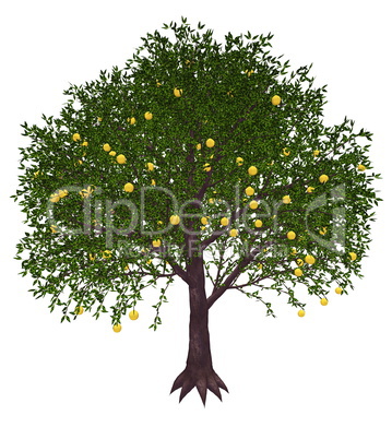 Grapefruit tree - 3D render