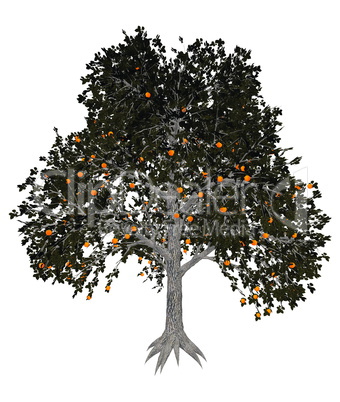 Asian or japanese persimmon tree - 3D render