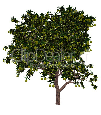 Mango tree - 3D render