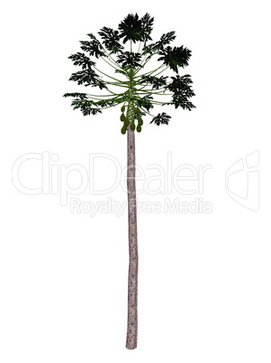 Papaya tree - 3D render