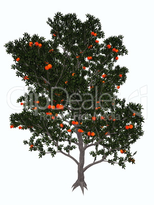 Pomegranate tree - 3D render