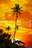 Palm trees silhouetted on sunset background