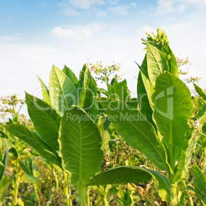 flowering tobacco on the field