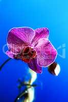 orchidee