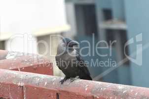 Carrion Crow On concrete Pellet