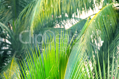 Coconut green palm tree