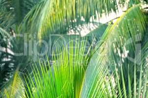 Coconut green palm tree