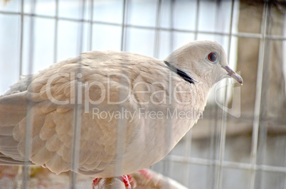 Mourning Dove in the cage