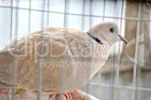 Mourning Dove in the cage