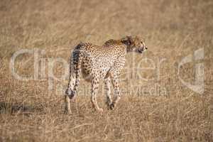 Pregnant cheetah walking away with head turned