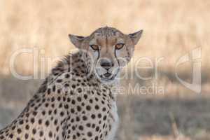 Close-up of head and shoulders of cheetah