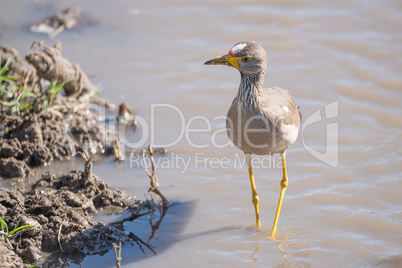 African wattled lapwing by muddy river bank