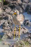African wattled lapwing on muddy river bank