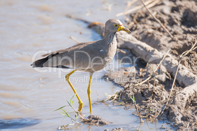 African wattled lapwing passes branch in mud