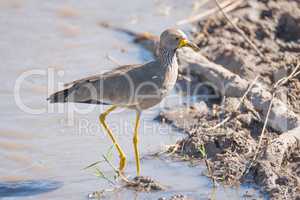 African wattled lapwing passes branch in mud