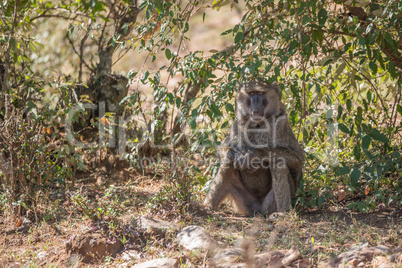 Baboon sits in shade with arms crossed