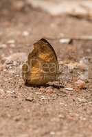 Brown moth on ground with wings up