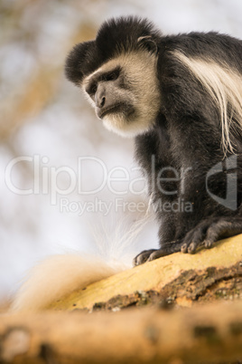 Black and white colobus monkey looking down