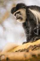 Black and white colobus monkey looking down