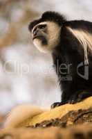 Black and white colobus monkey looking up