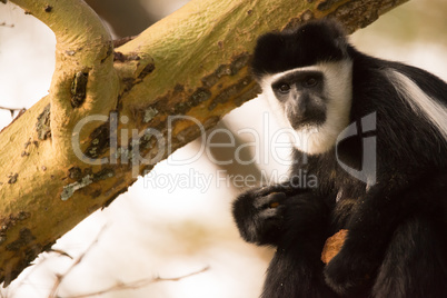 Black and white colobus monkey holding biscuit