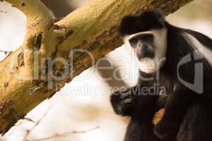Black and white colobus monkey holding biscuit