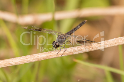 Black dragonfly on thin branch in sunshine