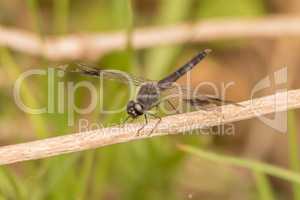 Black dragonfly on thin branch in sunshine