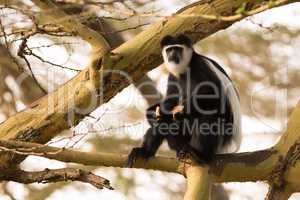 Black and white colobus monkey in tree