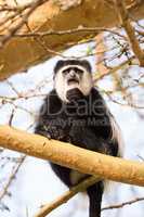 Black and white colobus monkey on branch
