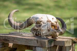 Buffalo skull on wooden table in sunshine