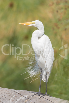 Great white egret on log looking left