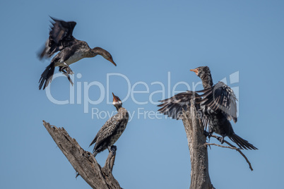 Long-tailed cormorant about to land beside others