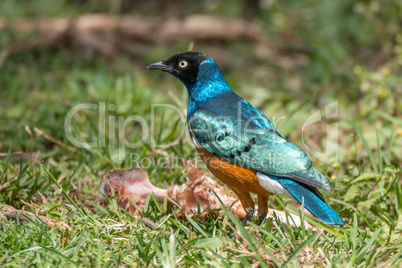 Superb starling perched beside bone on grass