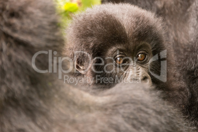 Baby gorilla looks over shoulder of mother
