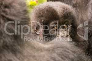 Baby gorilla looks over shoulder of mother