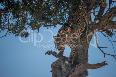 Leopard climbing down tree in dappled sunlight