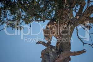 Leopard climbing down tree in dappled sunlight