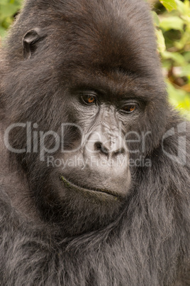 Close-up of silverback looking down in forest