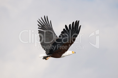 African fish eagle flying with wings raised