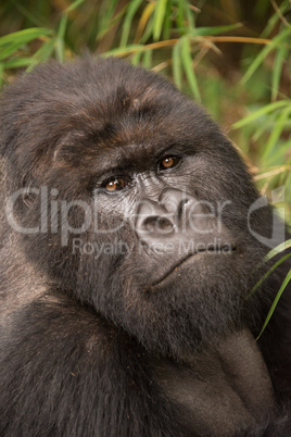 Close-up of silverback gorilla looking at camera