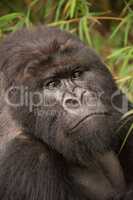 Close-up of silverback gorilla looking at camera