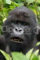 Close-up of male silverback showing black teeth