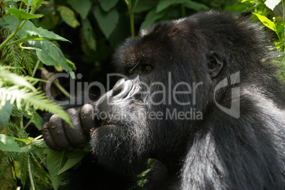 Male gorilla in dappled sunshine chews leaves
