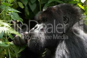 Male gorilla in dappled sunshine chews leaves