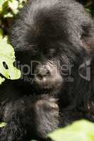 Close-up of baby gorilla head and fist